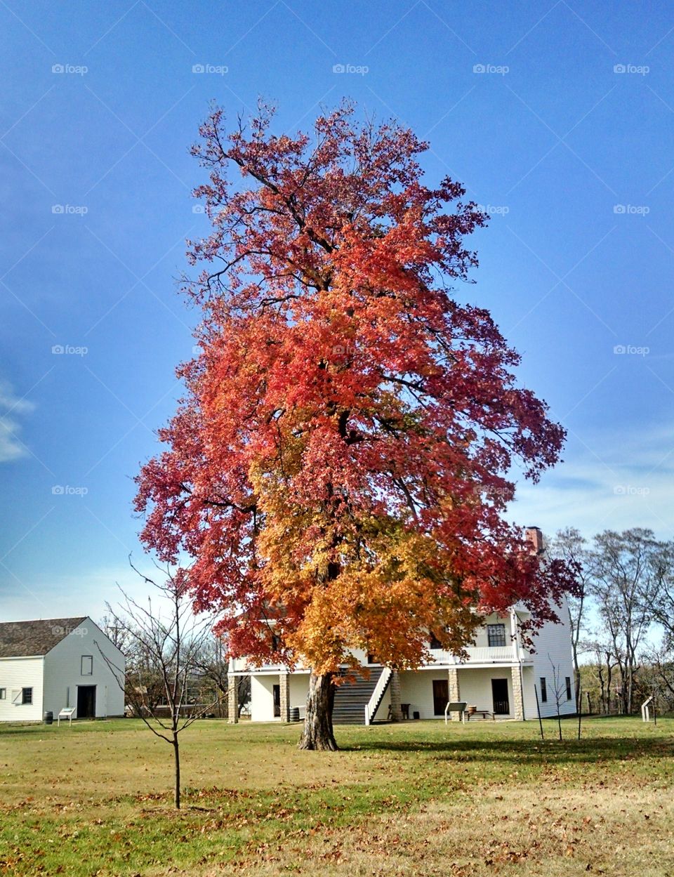 Colorful tree, fall, autumn