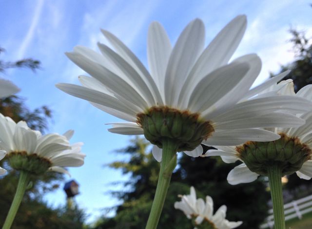 Delightful Daisies