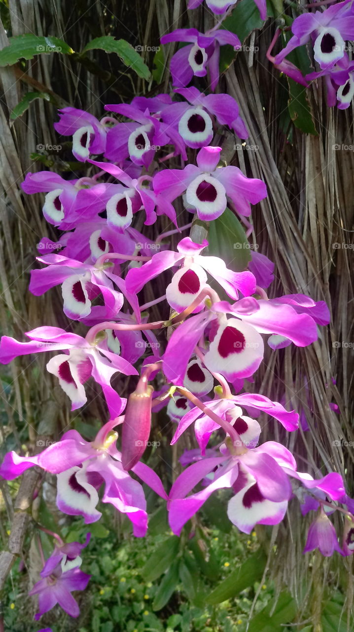 #PLANT #GARDEN #LEAVES #FLOWERS #ENVIRONMENT