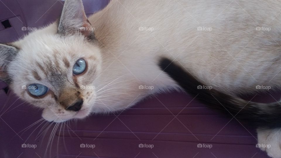 gato deitado dos olhos azuis