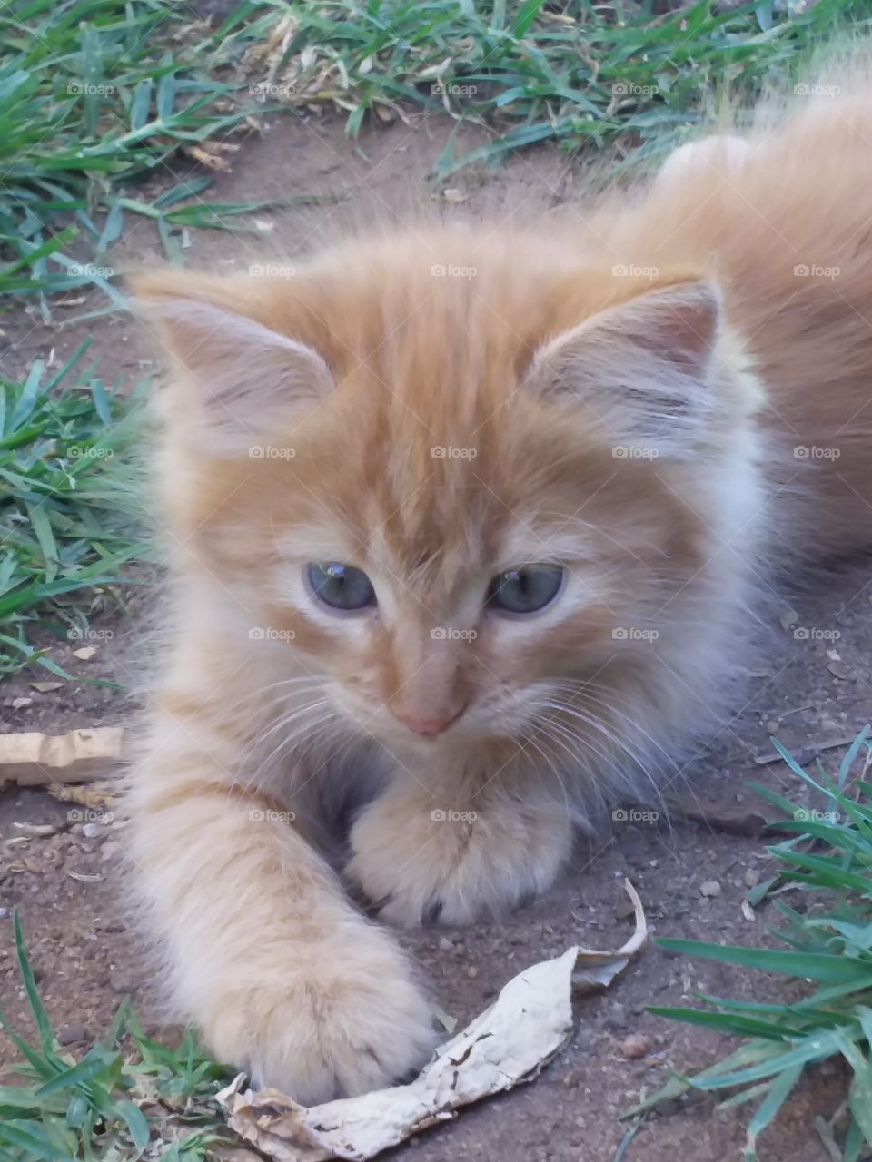 An adorable little kitten with not a worry in the world