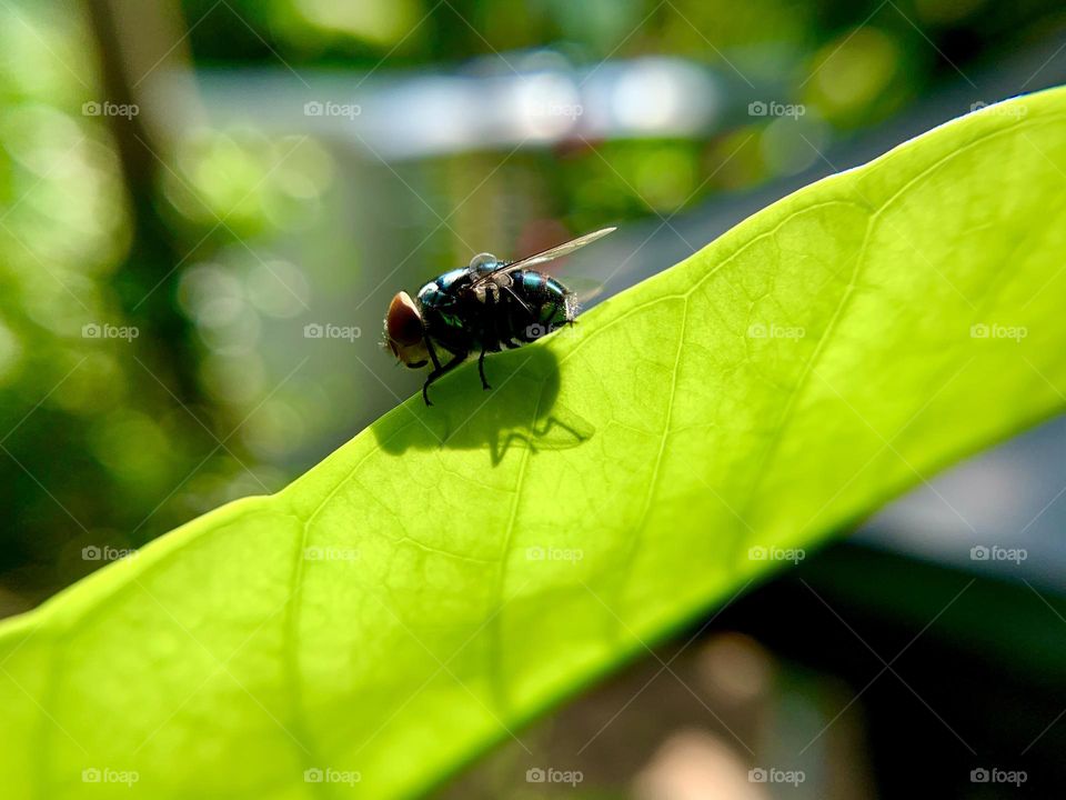 Once again, a fly on leaf 