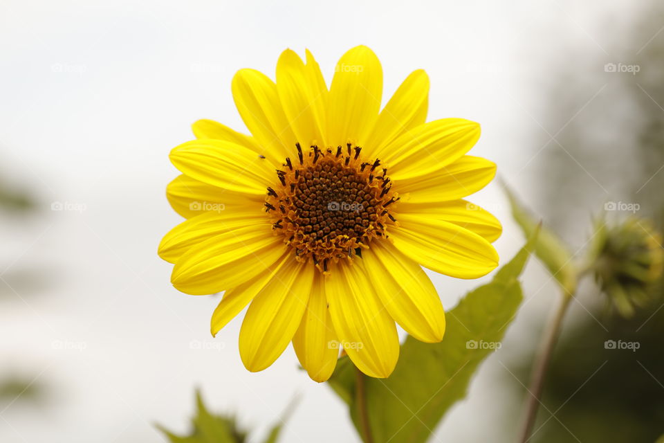 Yellow flower