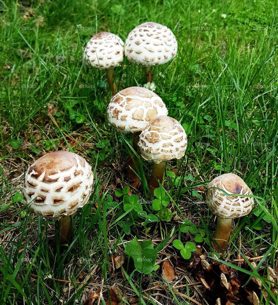 Wild mushrooms. London, UK...