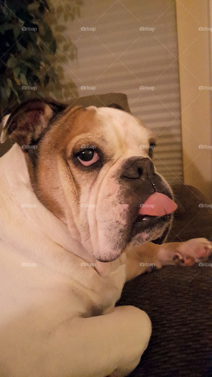 English Bulldog sticking his tongue