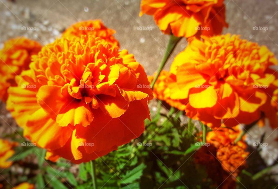 Marigolds