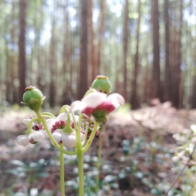wood flower