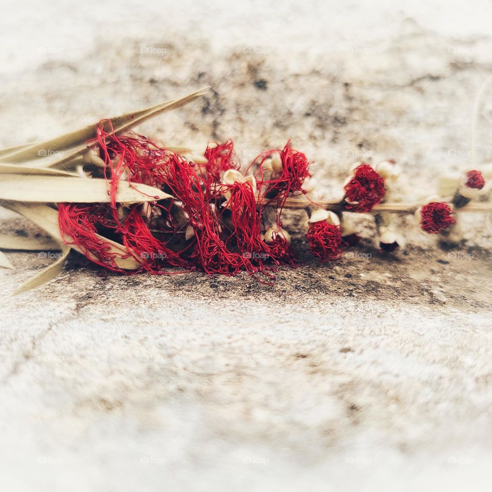 Melaleuca Viminalis a plant from Myrtle family.