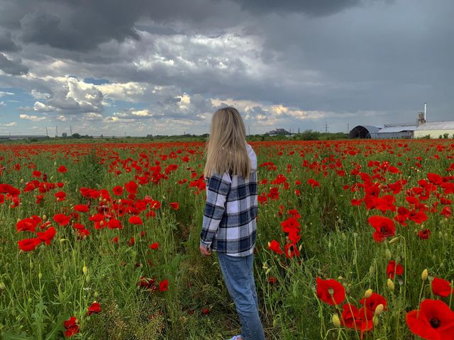 poppy field