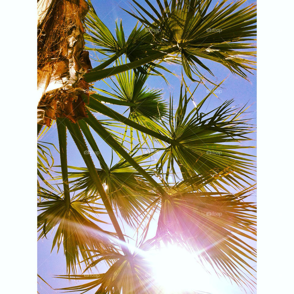 PALMTREE