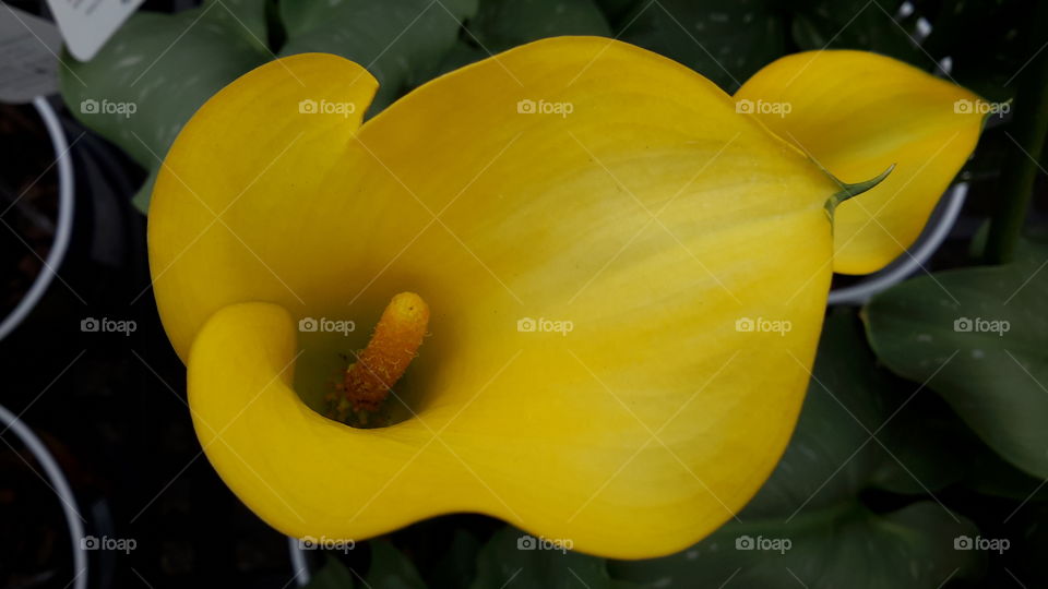 Calla lily. Calla lily 