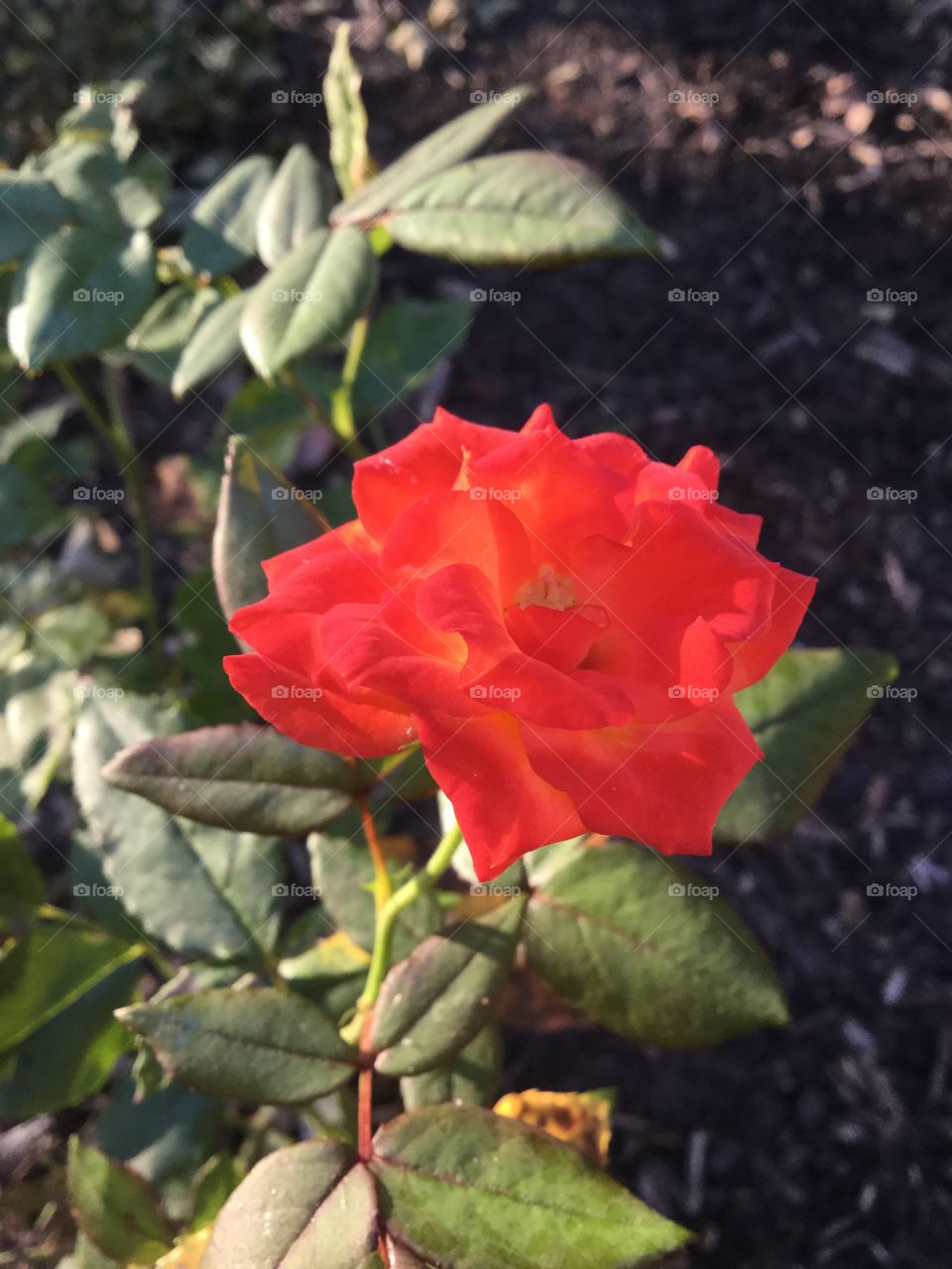 Red rose in sunrise light 
