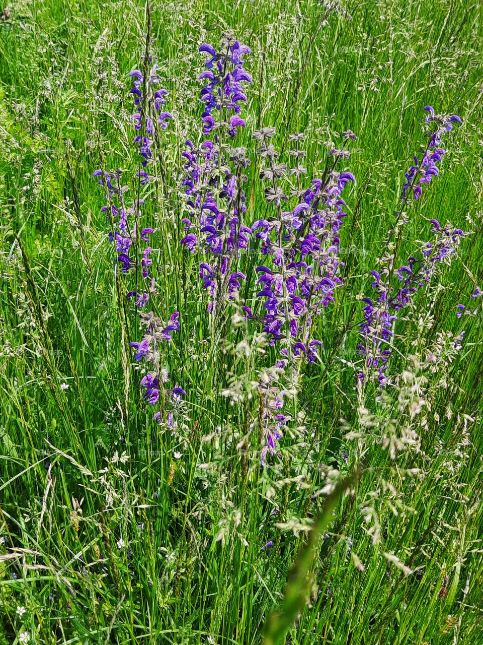 wild purple meadow flowers