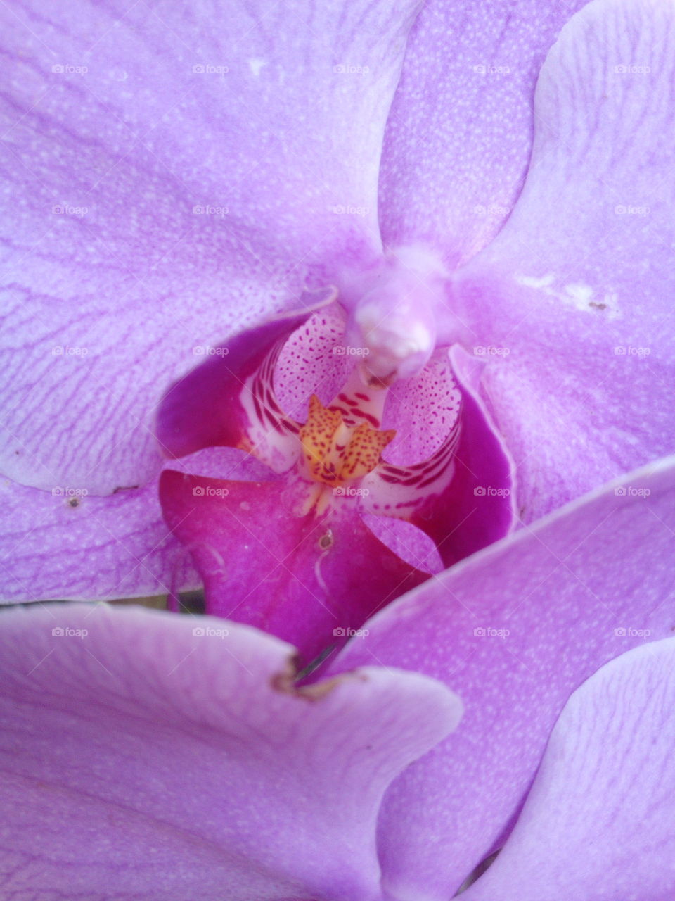 Orchid close-up