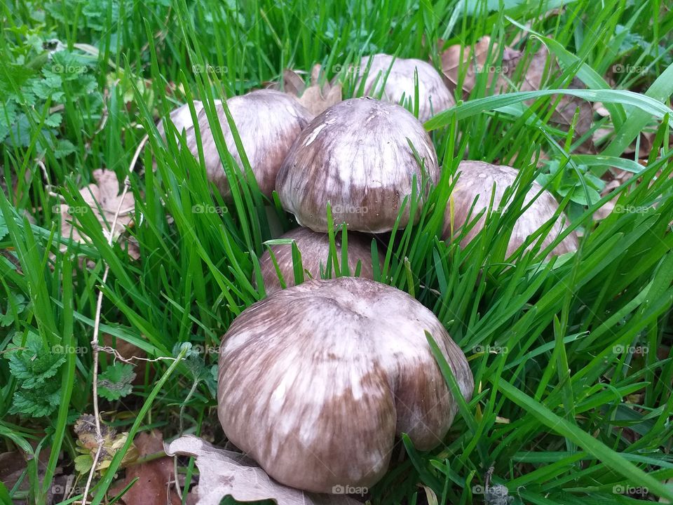 Mushrooms Cogumelos