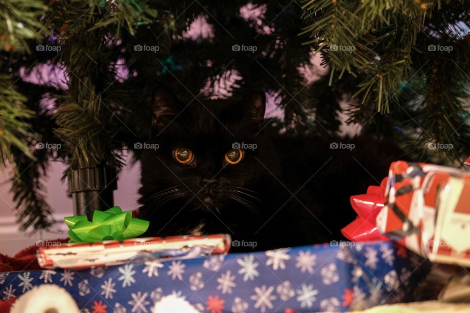 Closeup of a mischievous black cat hiding under the Christmas tree behind the gifts. 