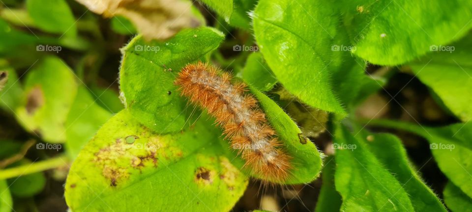 Caterpillar