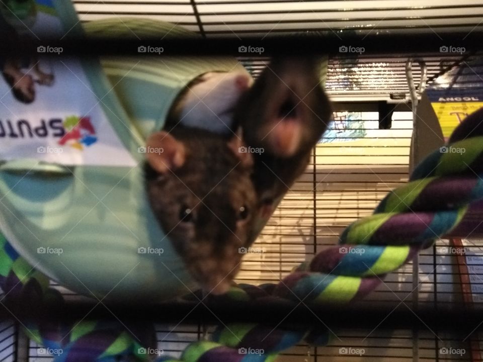 Ratty pile on!!!! :)