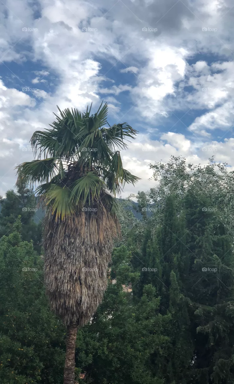 Palmera 