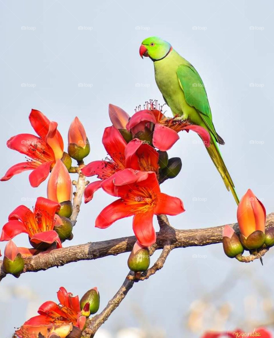 parrot is very beautiful