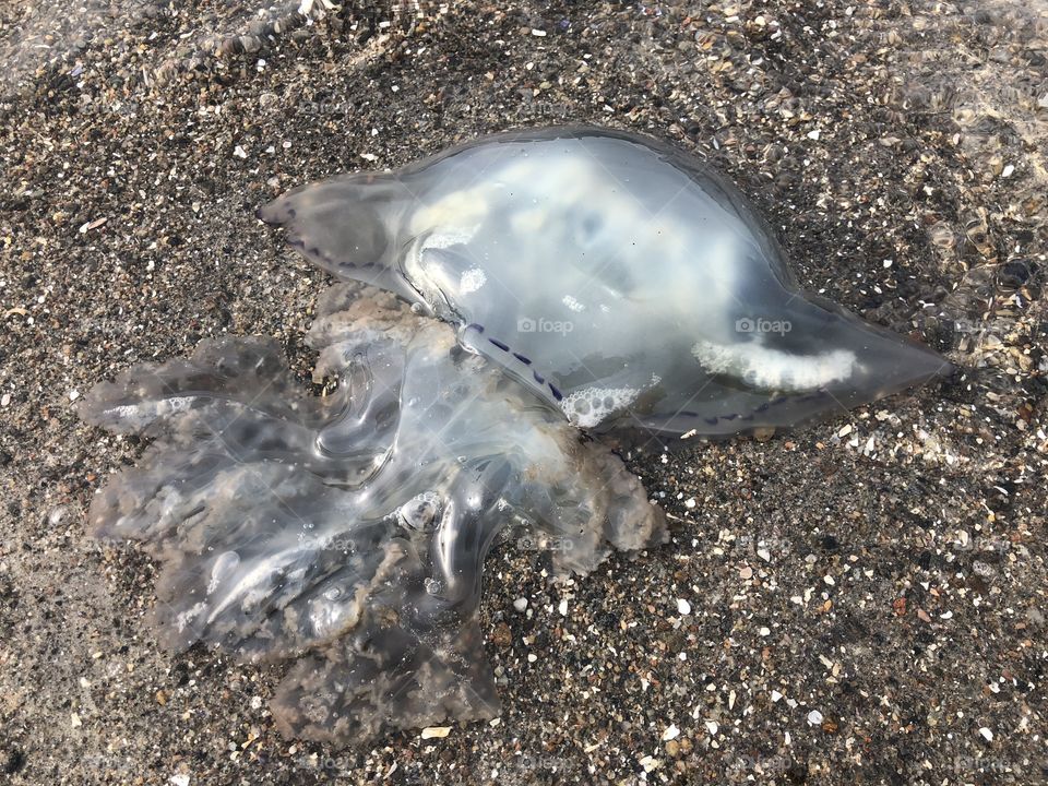 Jellyfish