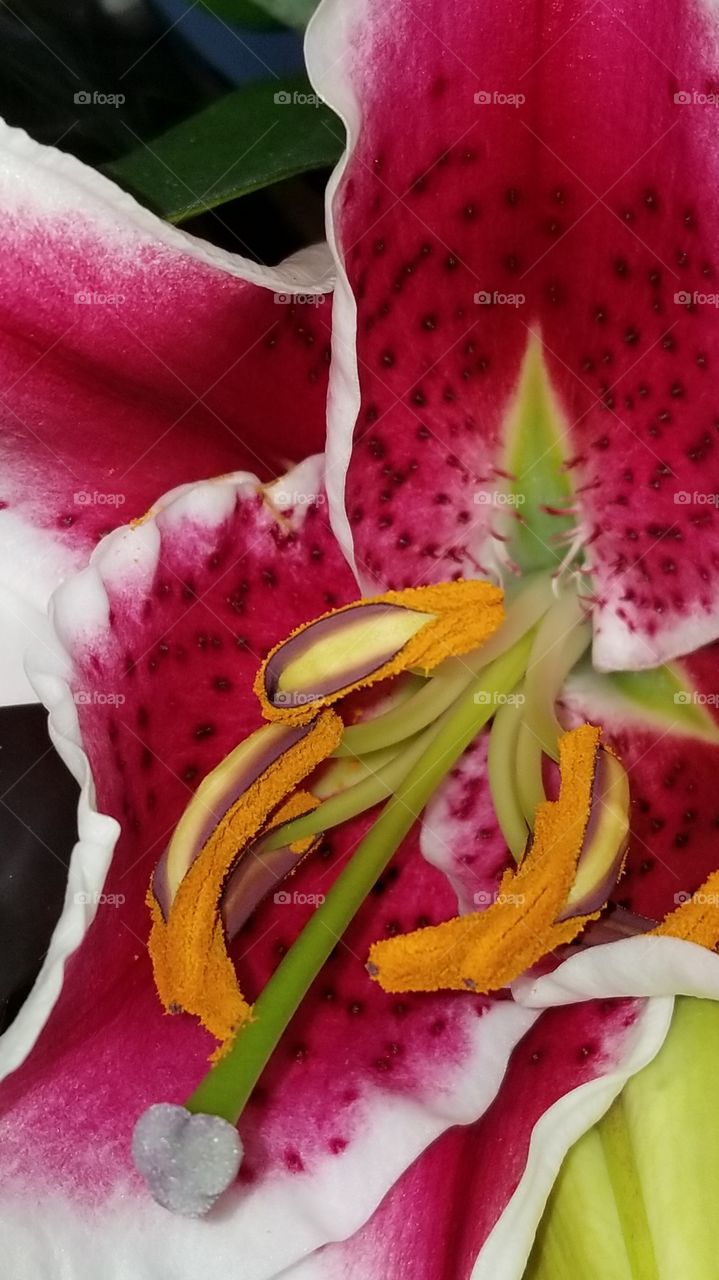 beautiful fragrant lily
