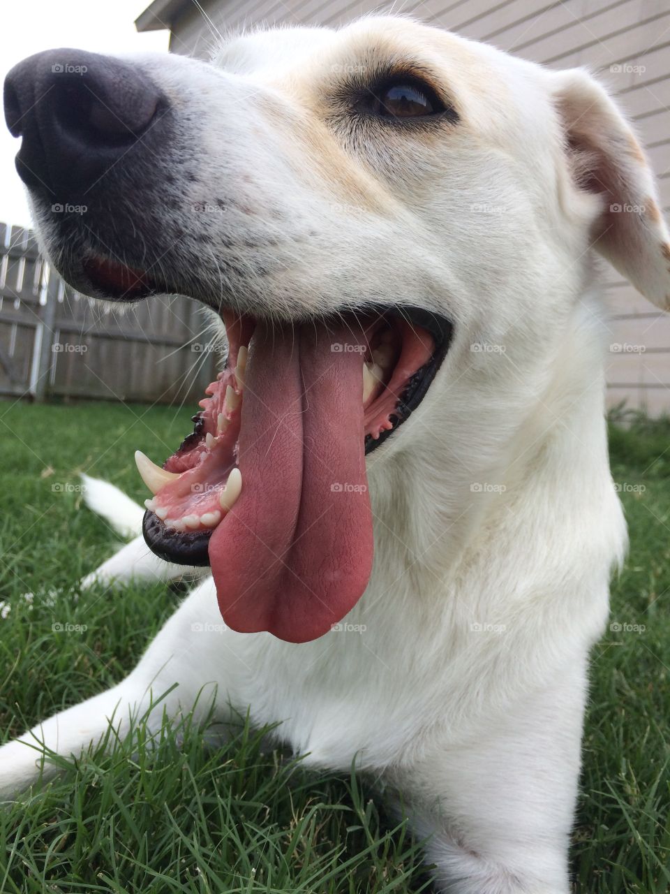 Happy dog panting with long tongue 