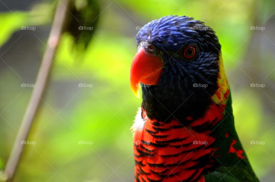 Portrait of bird