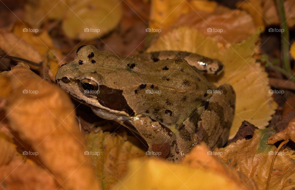 Rana dalmatica,known as the forest frog,an amphibian which is found often in the european woods.