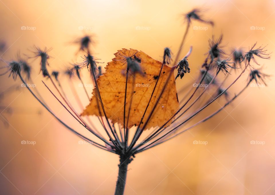 Orange color autumn leave 