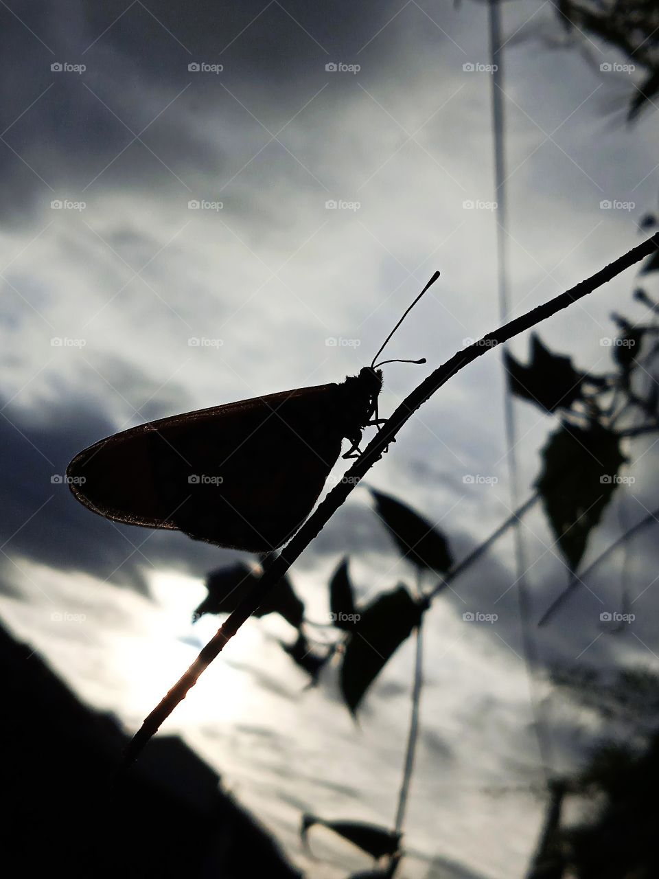 A butterfly in the sunset.