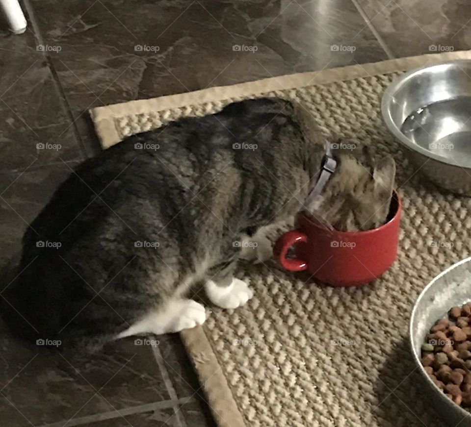 A cat named Biscuit. He is enjoying the food provided by his master.