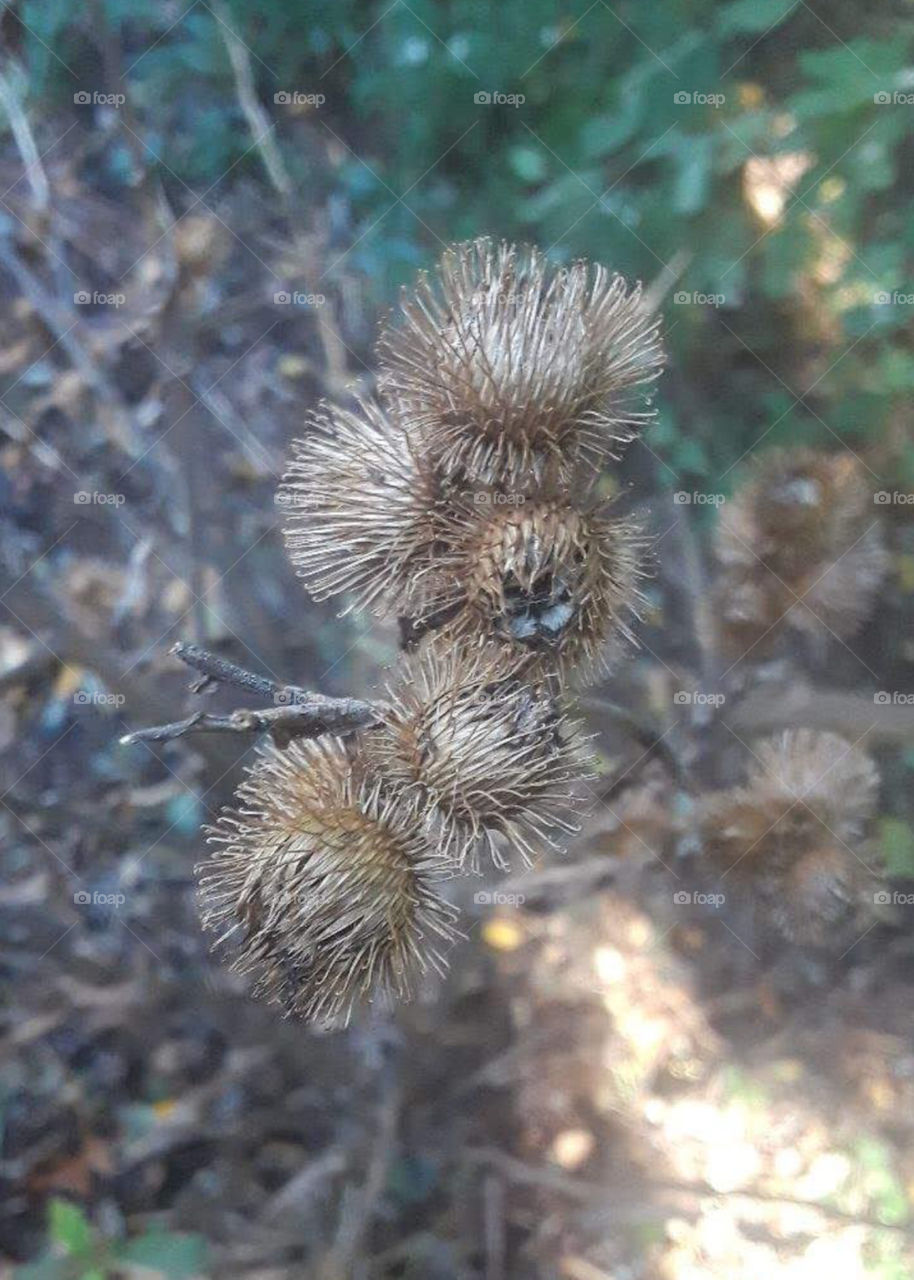 Burdock