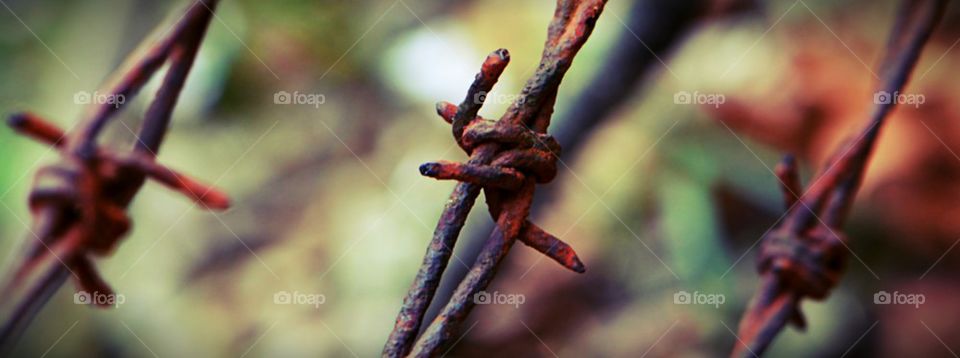 barbed wire