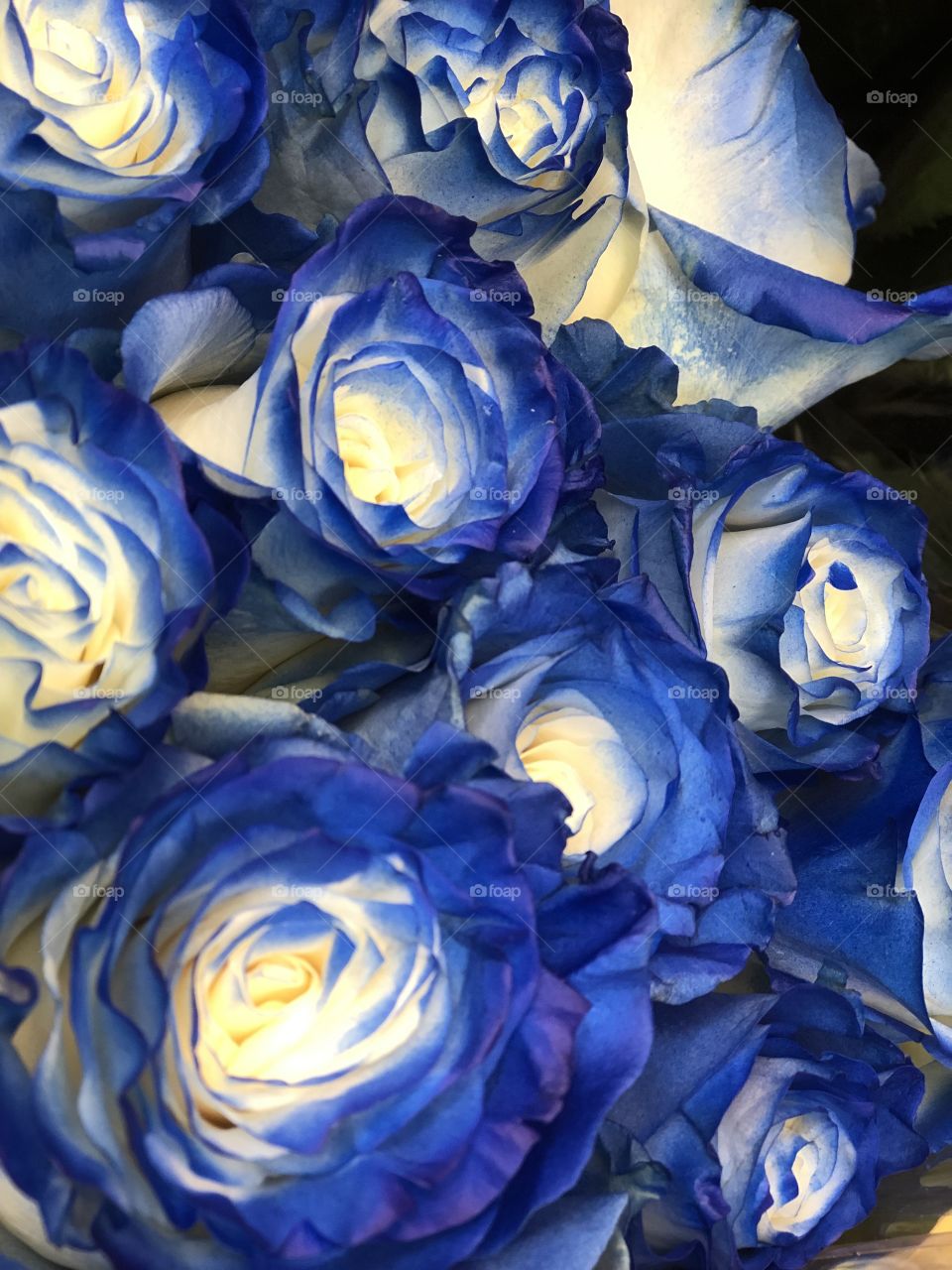 Blue roses