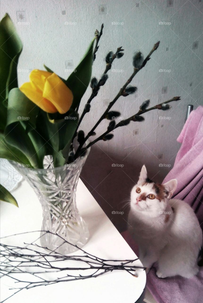 cat pet and flowers