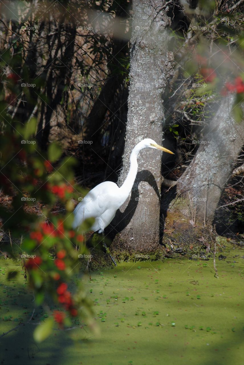 Great White Egret in Marsh