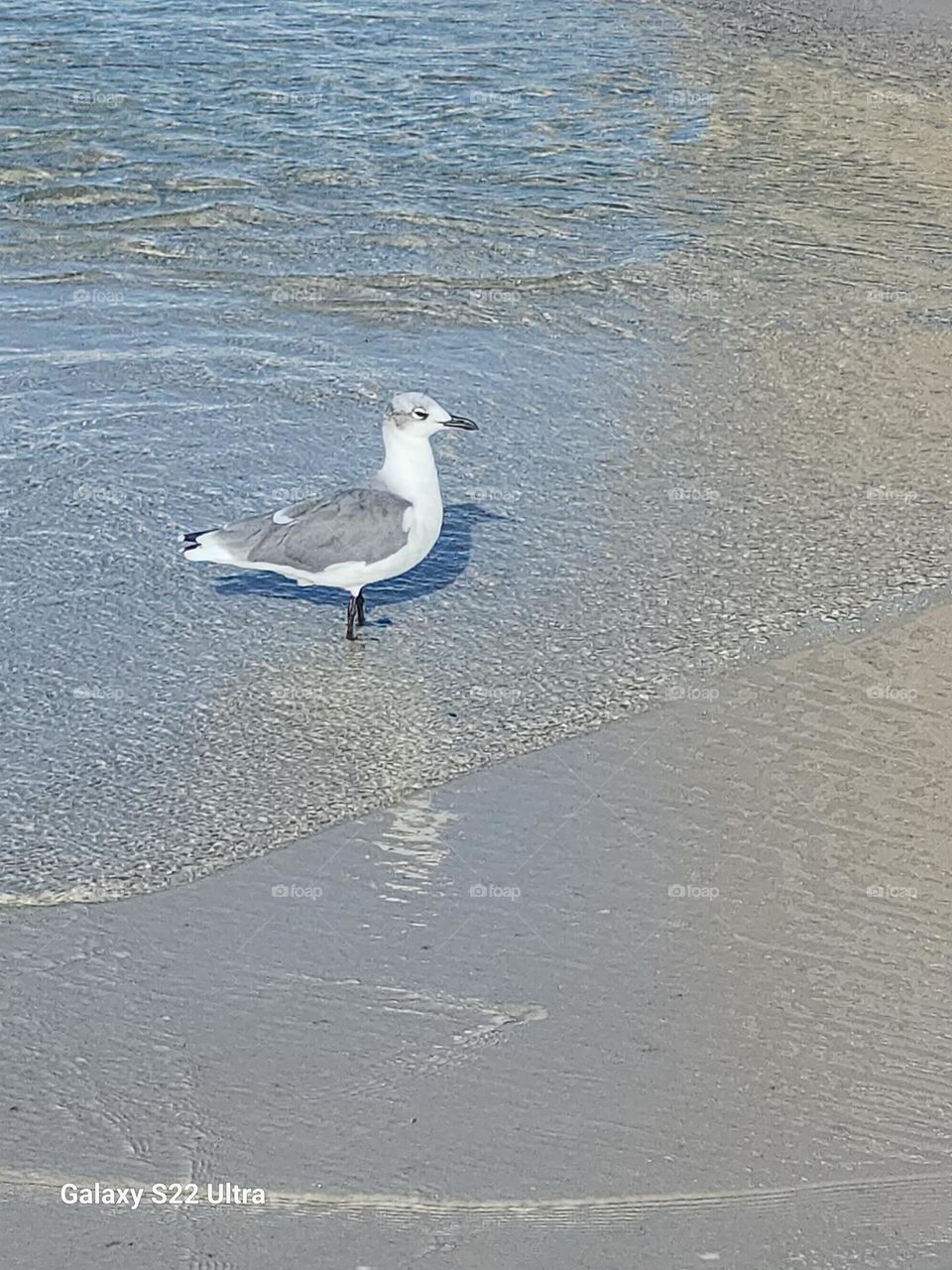 Bird Enjoying Beach Life 