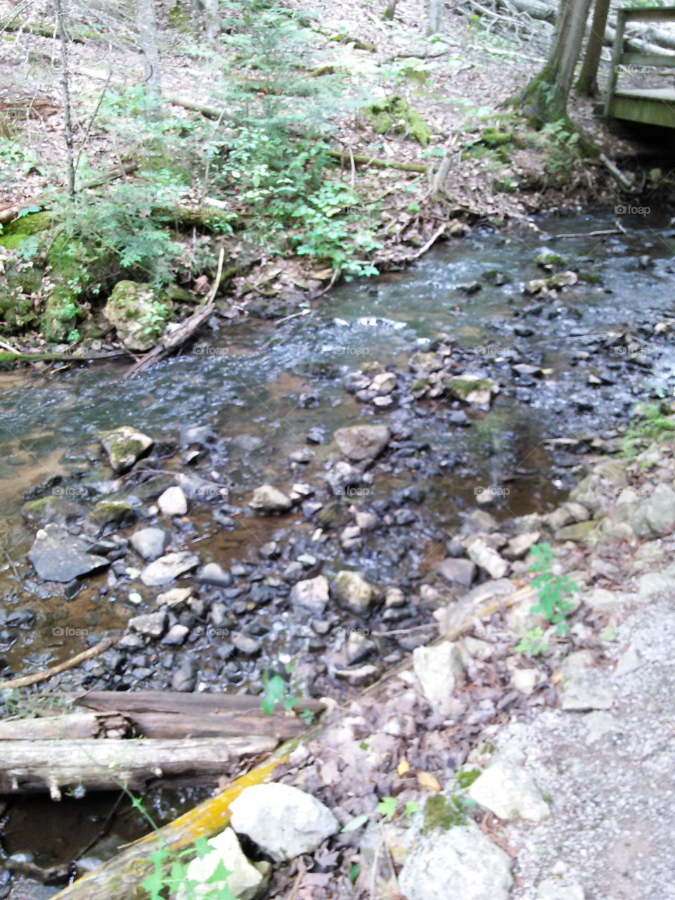Running Brooke. Creek through the woods