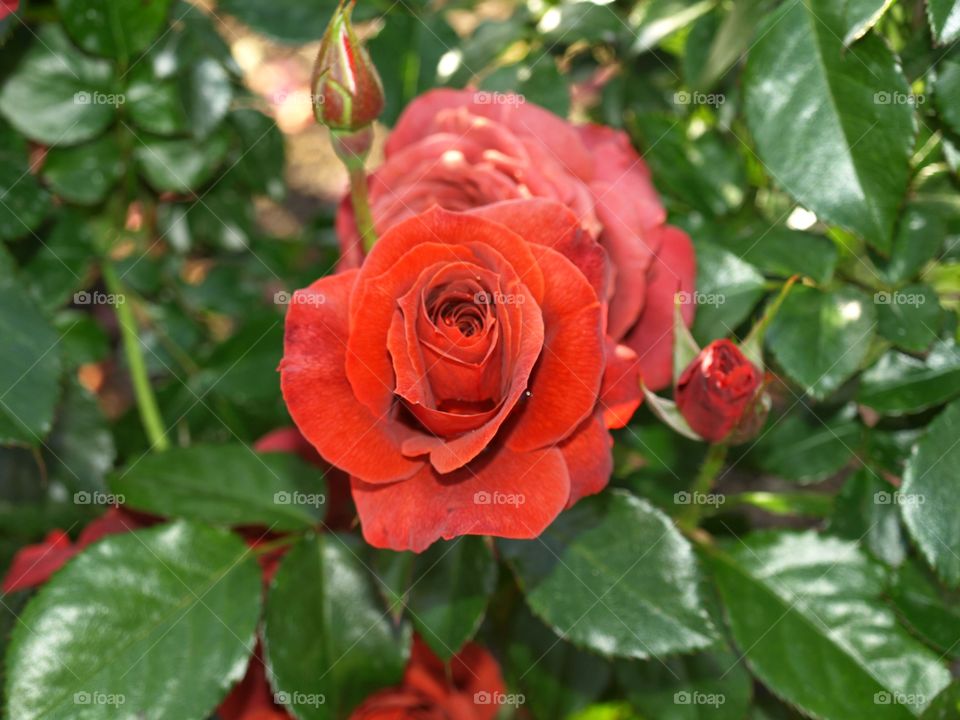 Red rose