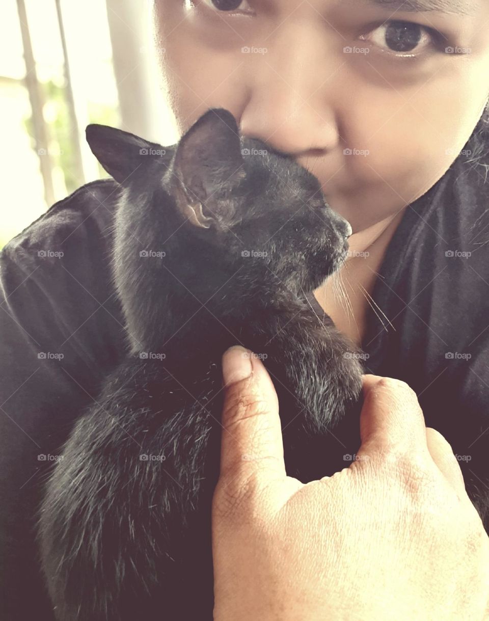 Cuddle and Kiss the Bombay Cat