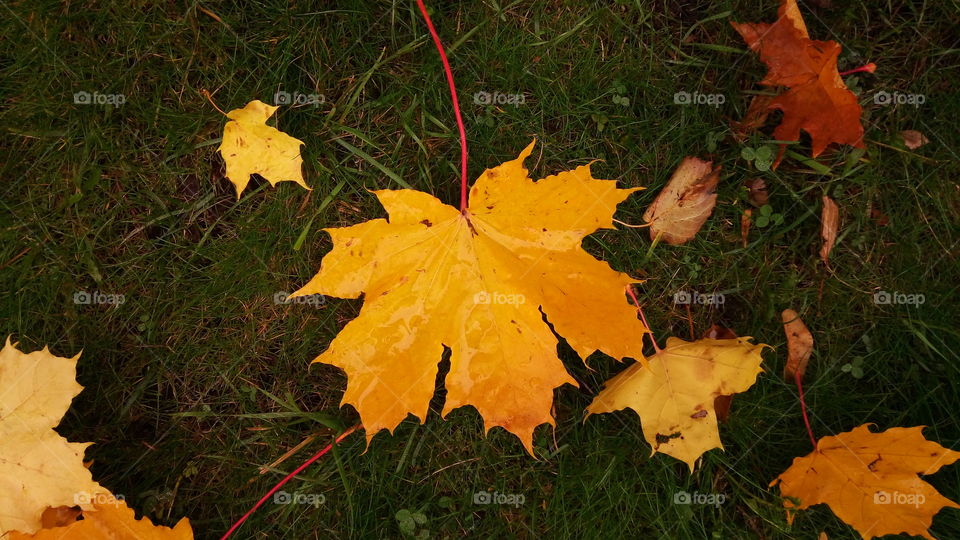 листья.природа.флора.осень.