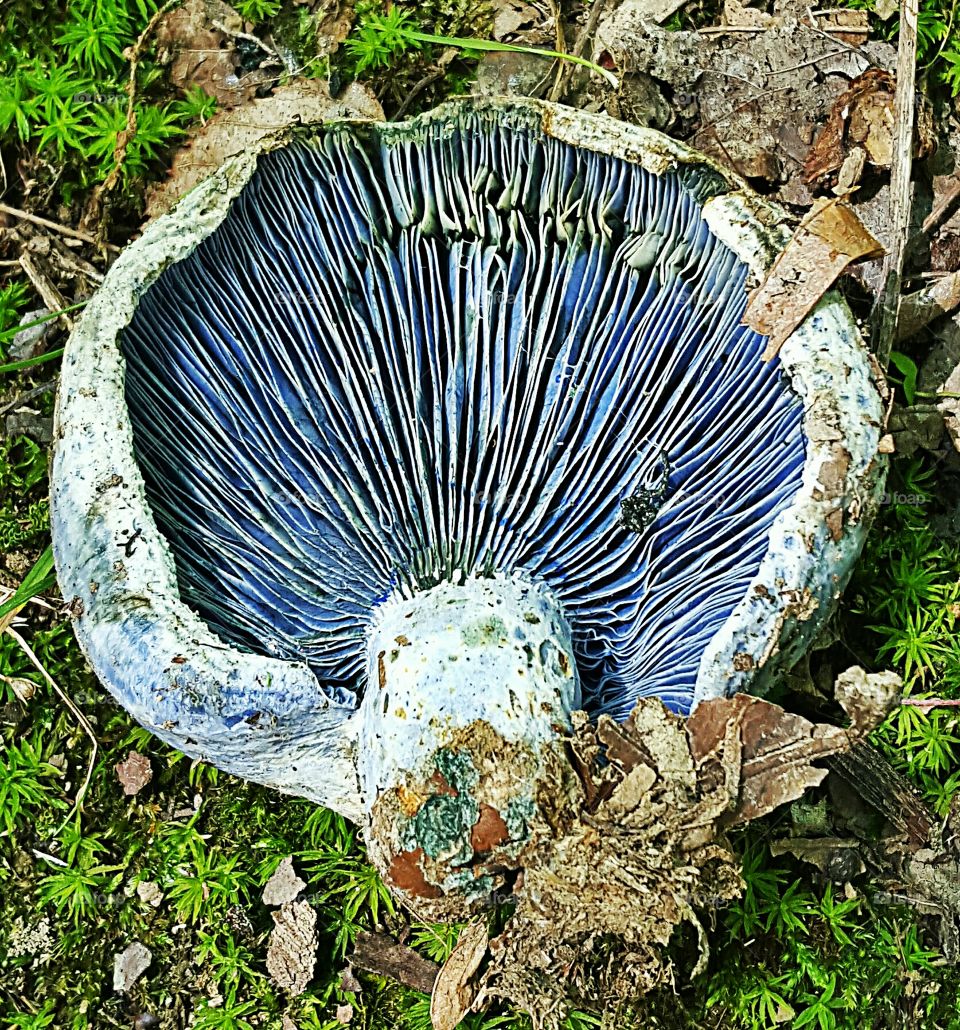 Blue Mushroom closeup