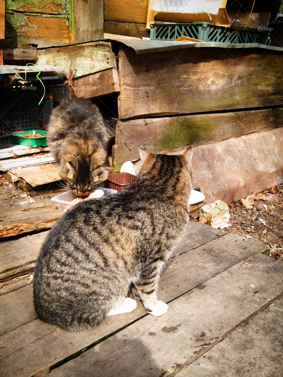 Homeless cats.  One cat is eating, the other cat is watching