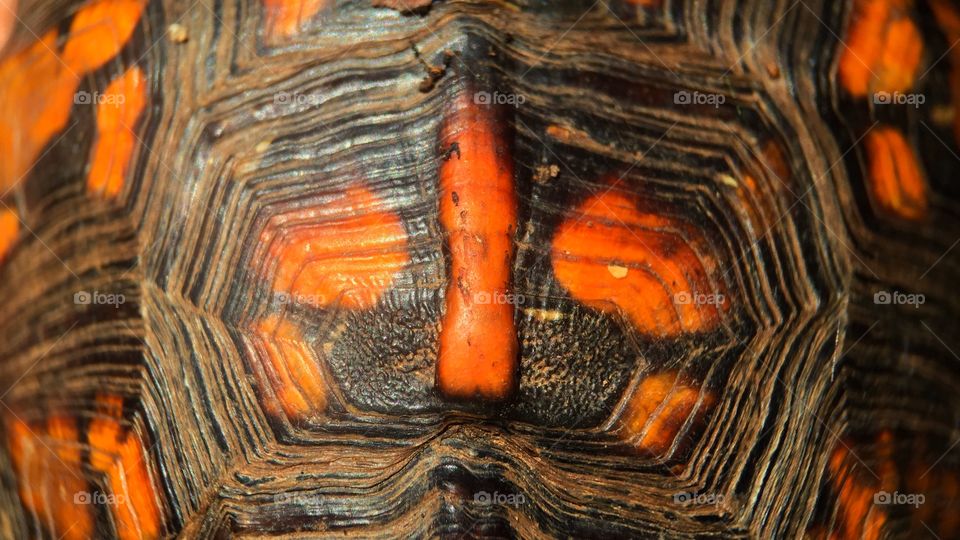 No Person, Nature, Pattern, Turtle, Reptile