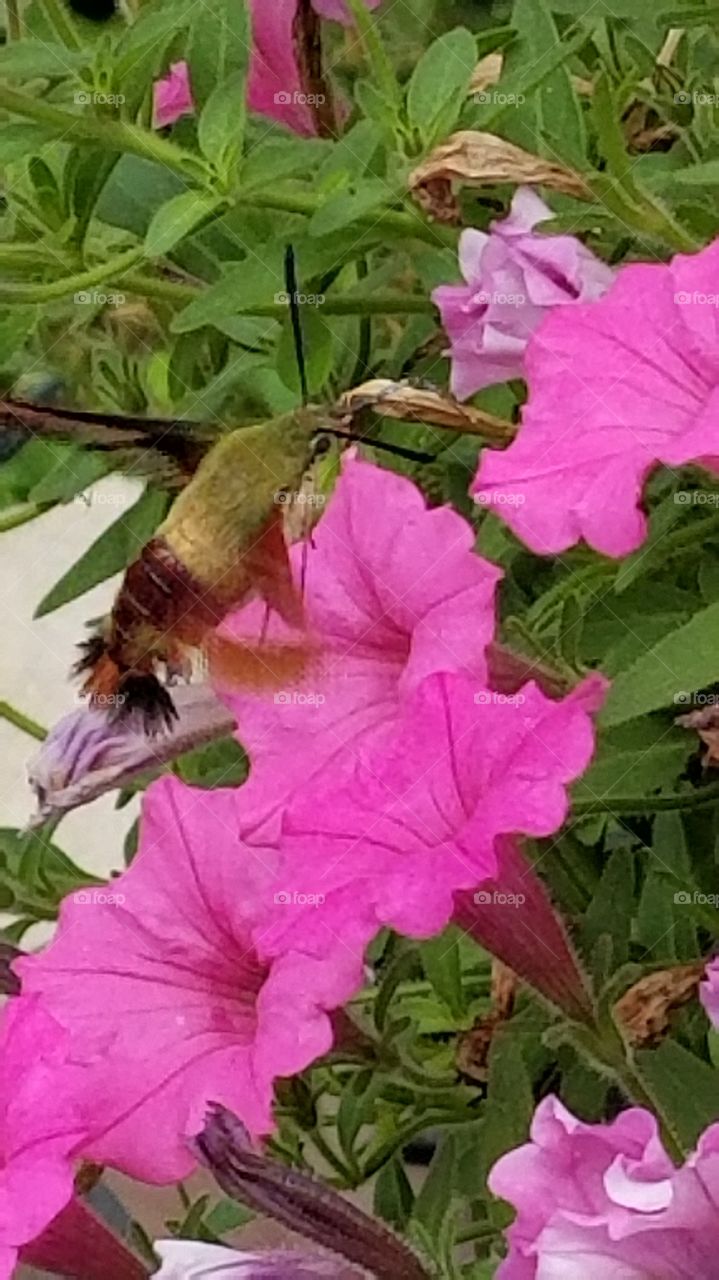 Hummingbird moth in pink petunias