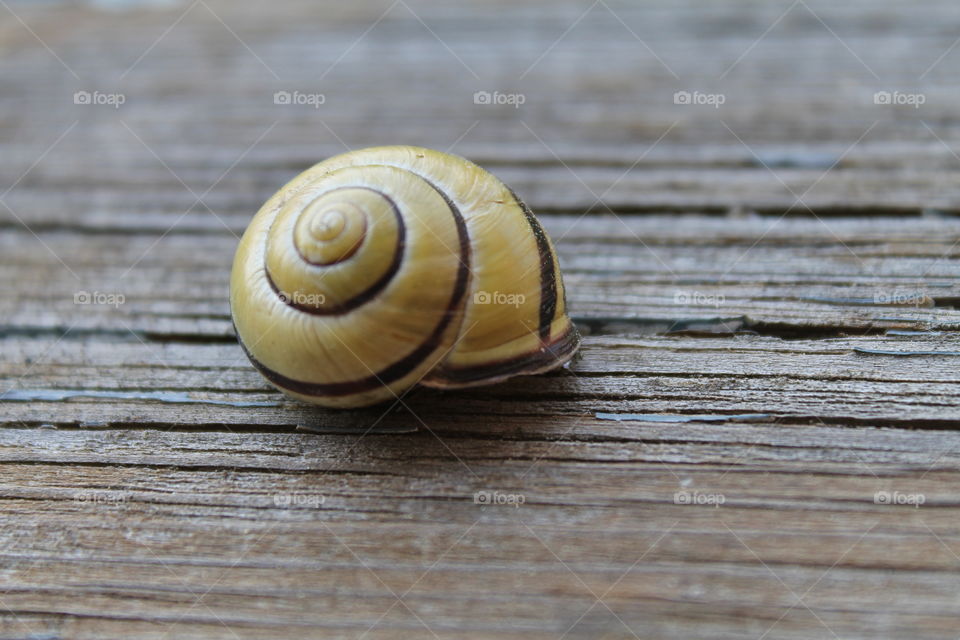 sleeping snail