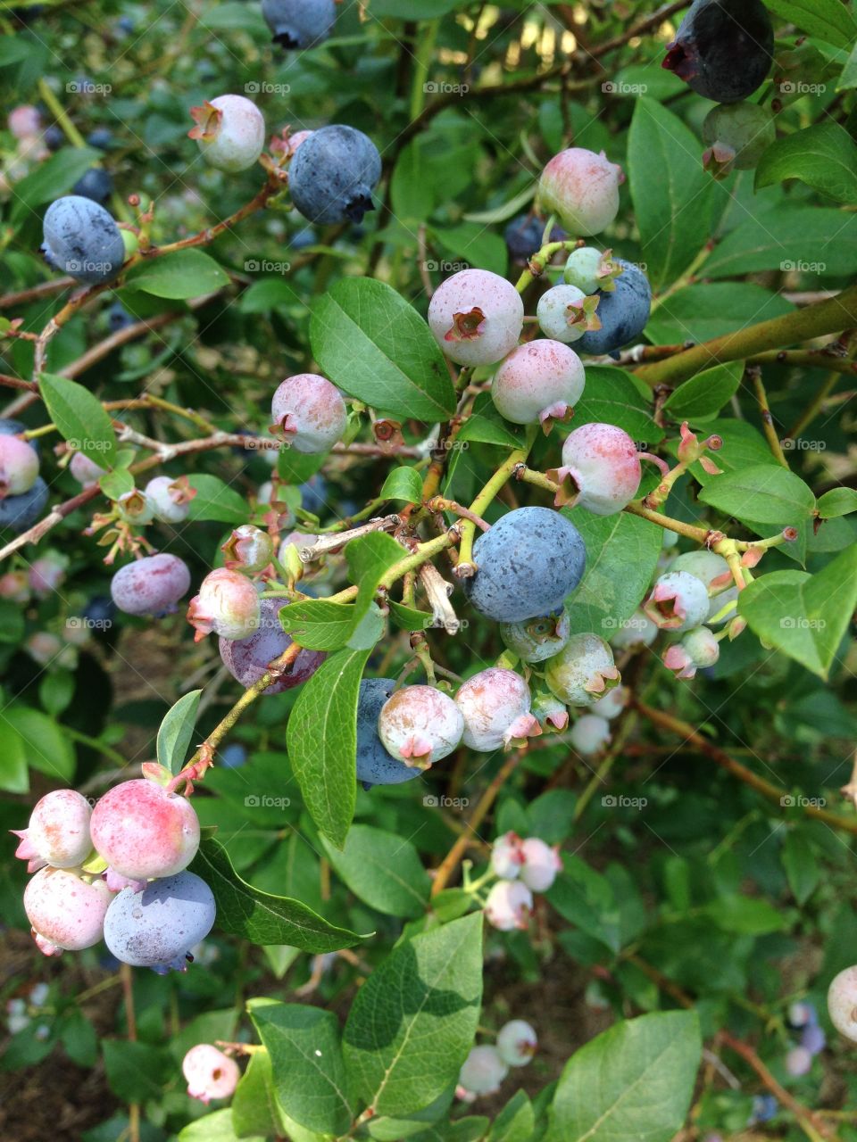 Blueberry picking 
