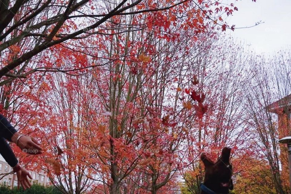 Autumn#leaves#colors#dog#jump