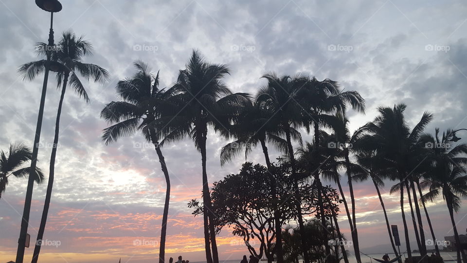 Hawaiian palm trees sunset
